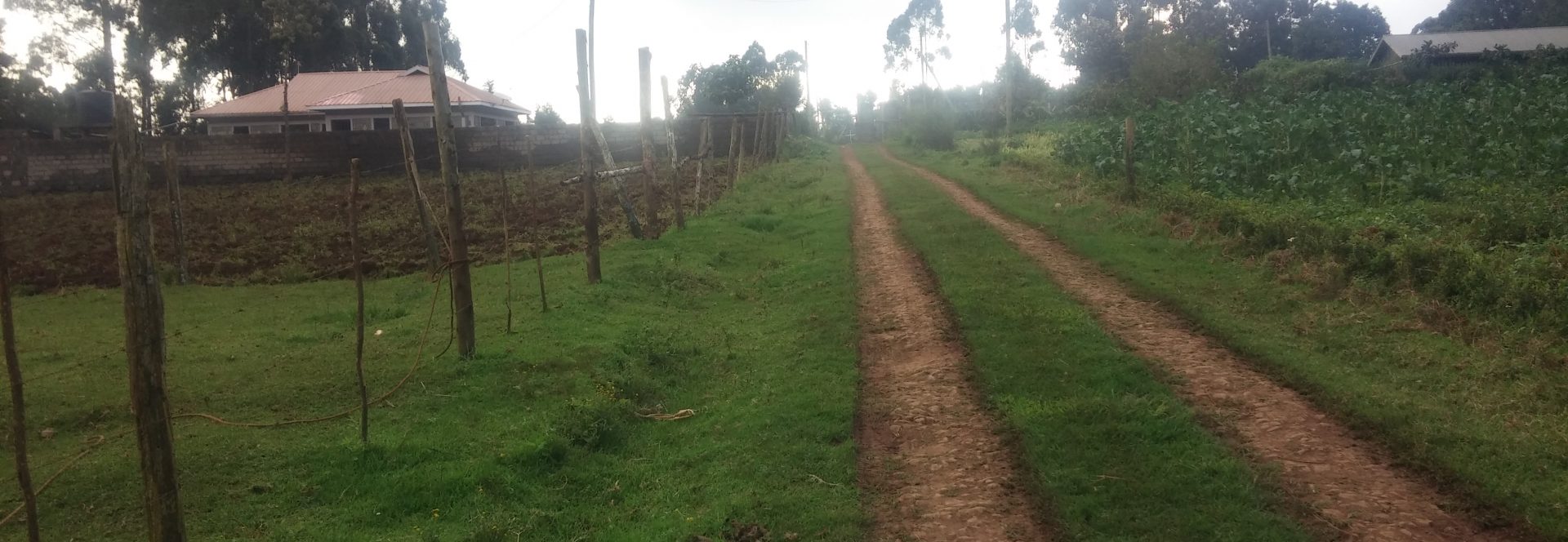 limroots land